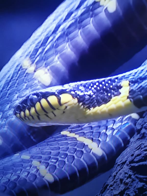 Snake and woodpecker spotted in woodland near Dnipro