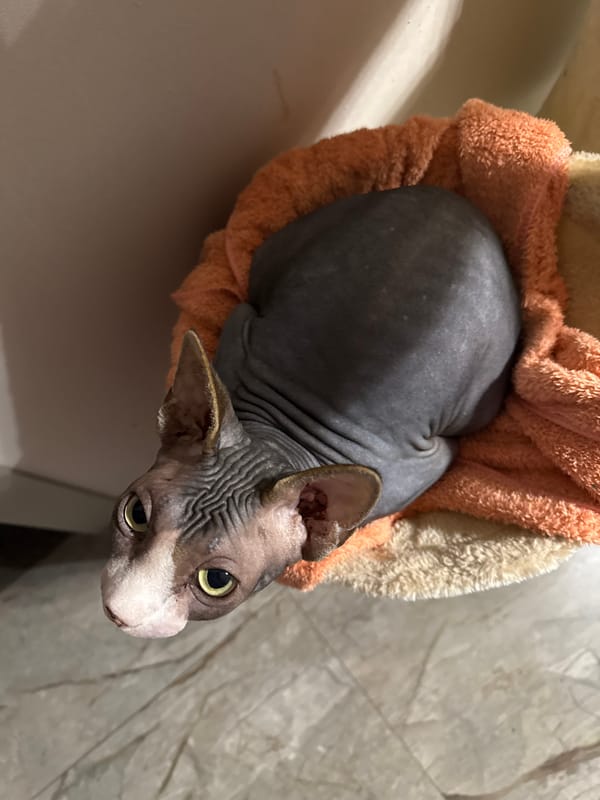 Sphynx Cat Plays on Cat Tree in Berezyna, Ukraine