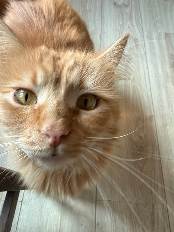 Orange tabby cat photographed in close-up in Berkovitsa