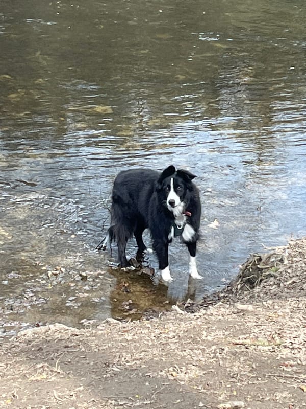 Border Collie plays fetch in Saint-Galmier stream