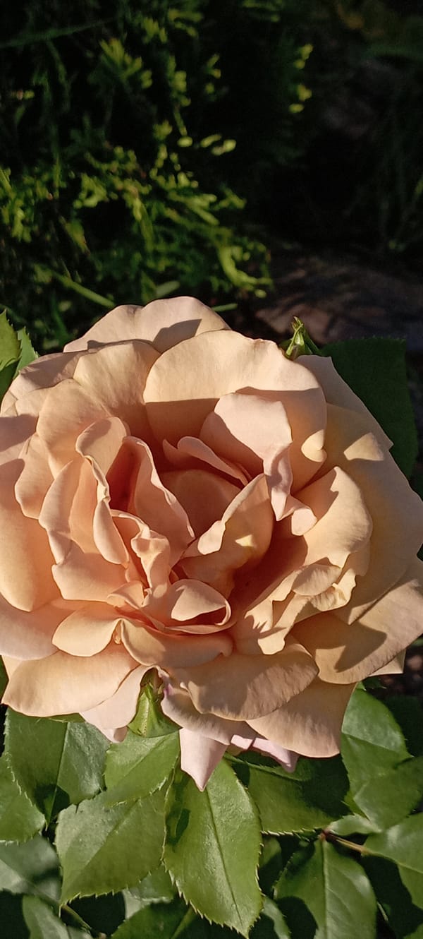 Roses and a foraging bee in a Radisne garden