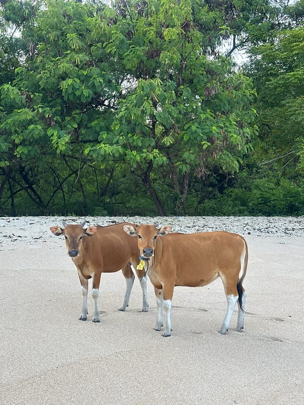 Beach scenes with cows, swimmers documented in Indonesia