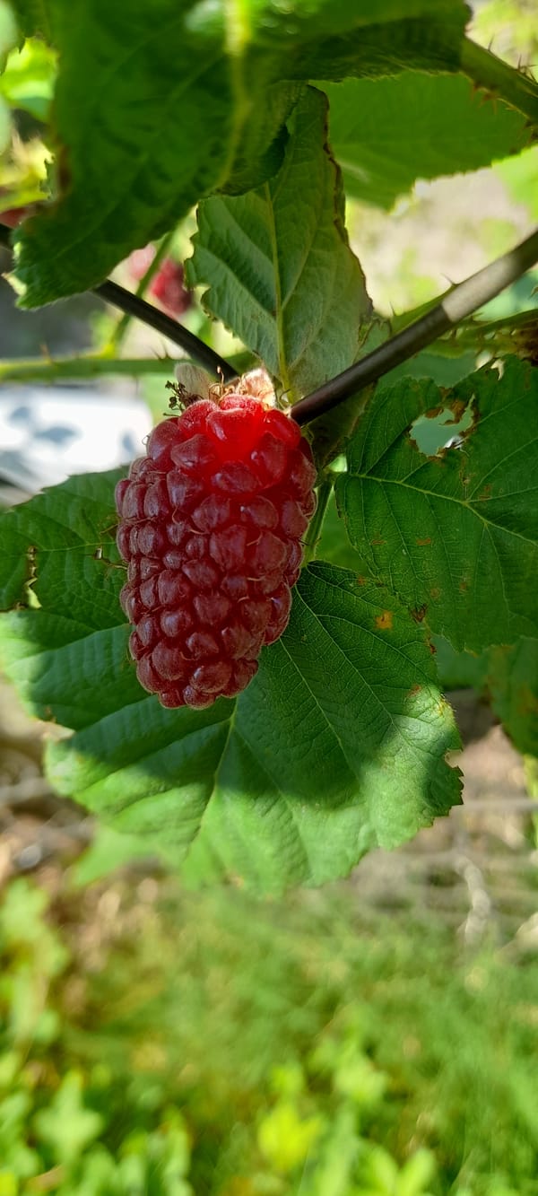 Rabbits, a fish, and a raspberry — a calm morning at home