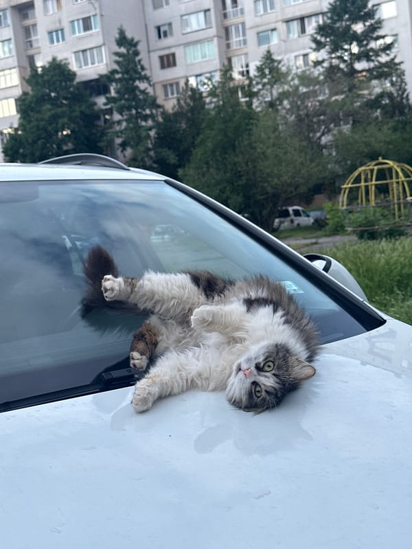 Sofia residents document cats, flowers and daily life
