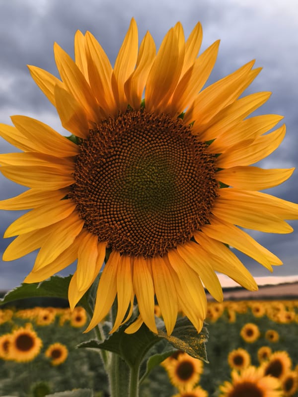 Sunflower field under a moody, cloud-heavy sky