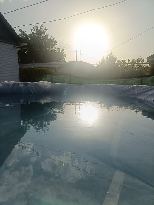 Summer garden tour: tomatoes, flowers, and a backyard pool