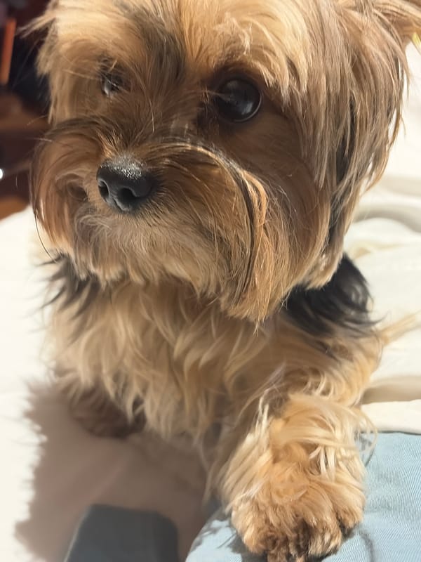 Small dog rests on bed in Mexican town