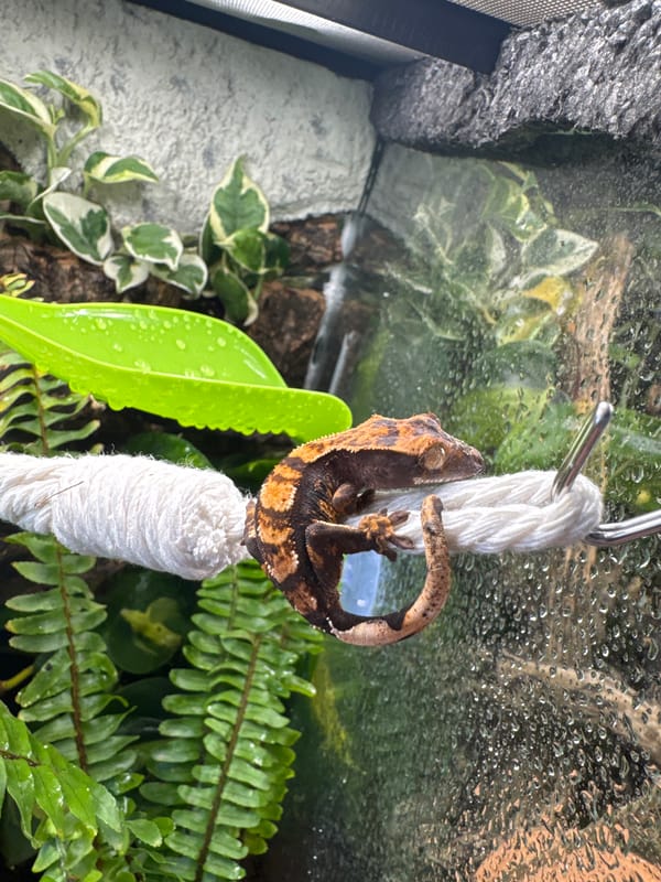 Domestic scenes with pet geckos documented in Targovishte