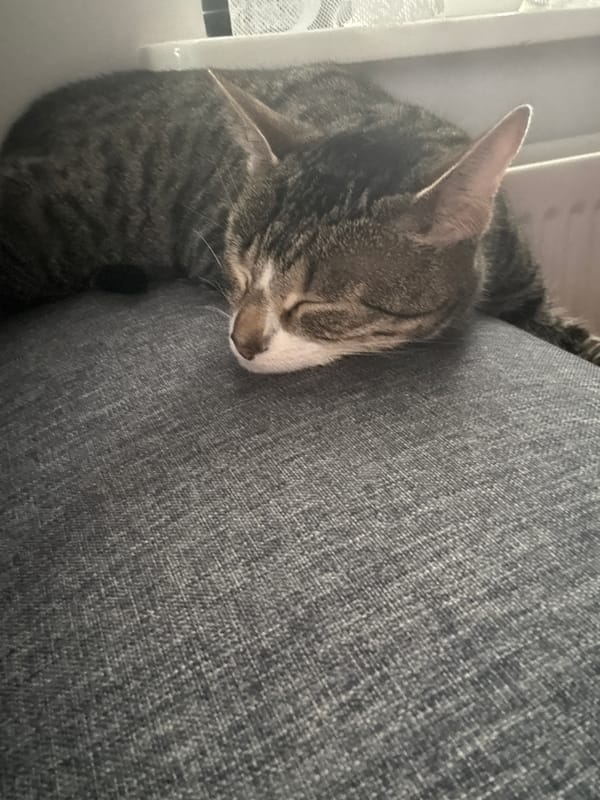 Tabby cat sleeps peacefully on fabric in Sauðárkrókur