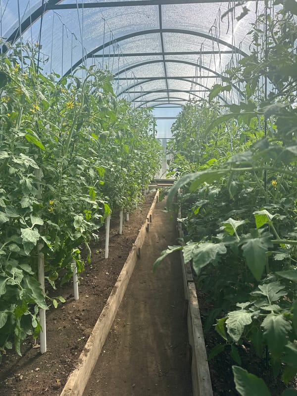 Summer garden life and home scenes in Kashino, Russia