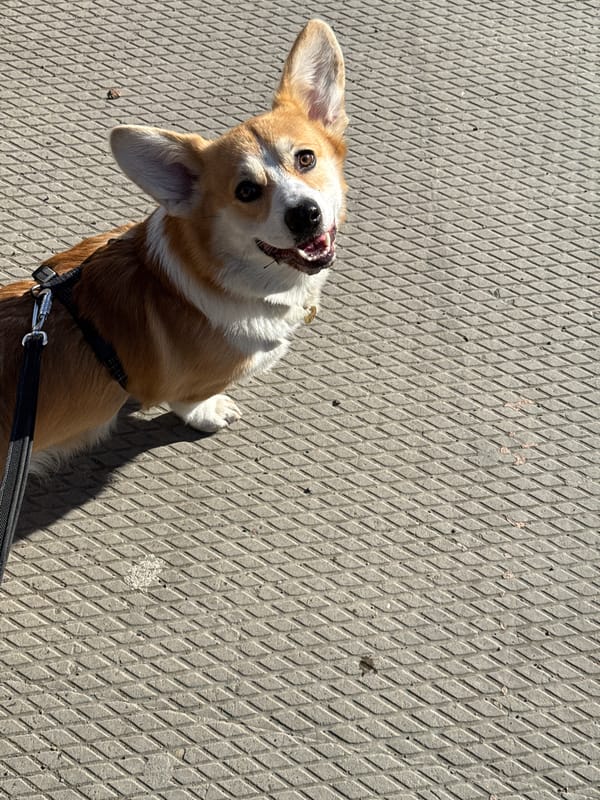 Casual photos capture dog and pedestrians in Borzya, Russia