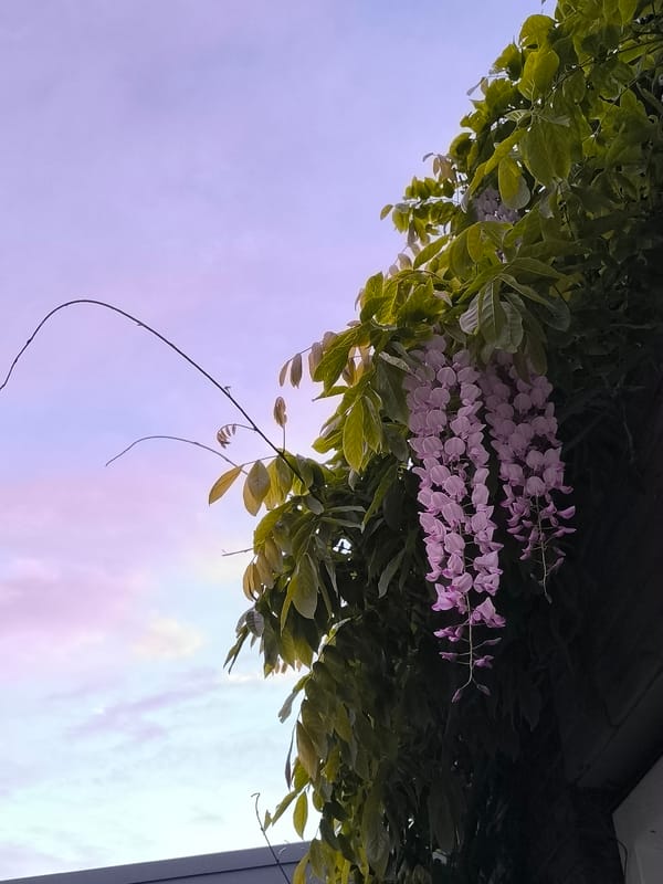 Spring purple flowers documented in evening Alkmaar gardens