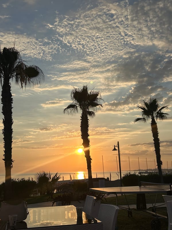 Alanya sunset framed by palm trees at a seaside spot