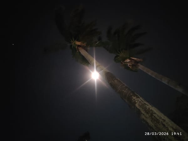 Palm trees illuminated by bright lighting in Tinaquillo nighttime