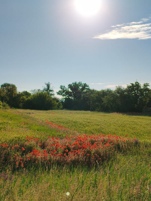 Morning poppy blooms documented across rural Ukrainian fields