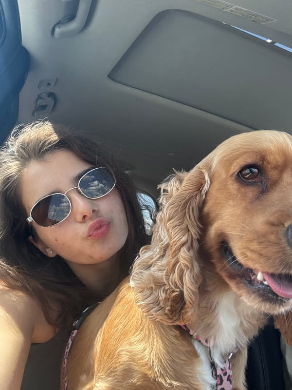 Car selfie with Cocker Spaniel in Shumen