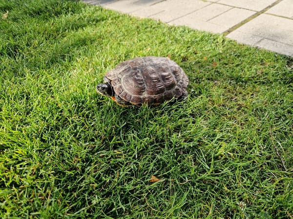 Red-eared slider turtle spotted in Sofia park early morning