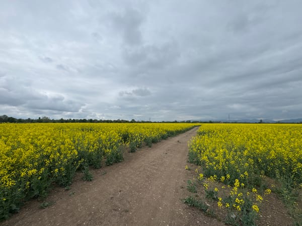 Dirt path cuts through yellow flower field in Sofia