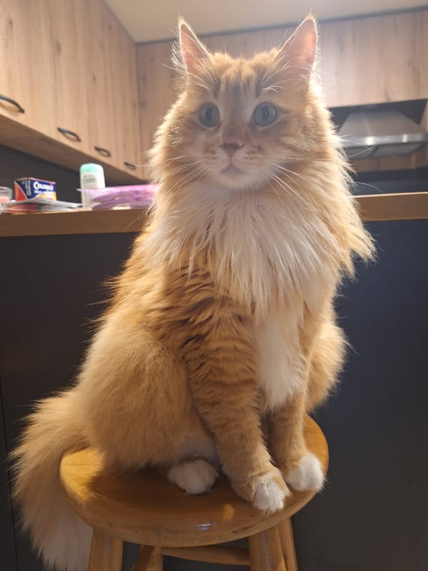 Orange cat lounges on wooden stool in Varna
