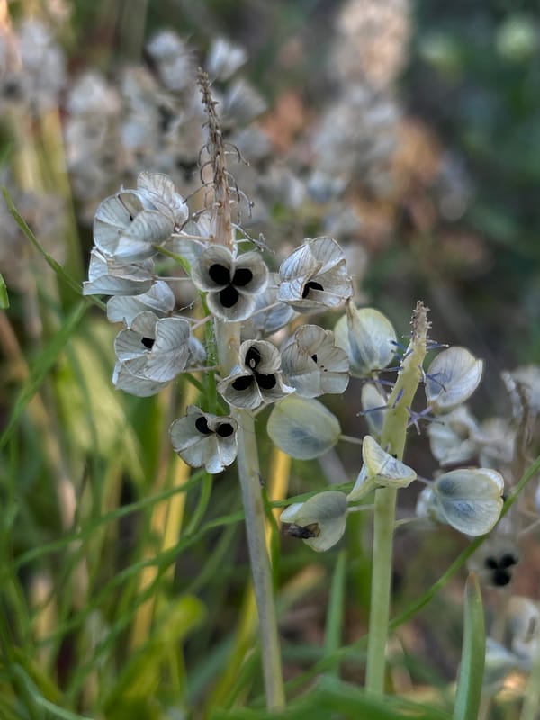 Rabbits, garden life, and handmade things at home