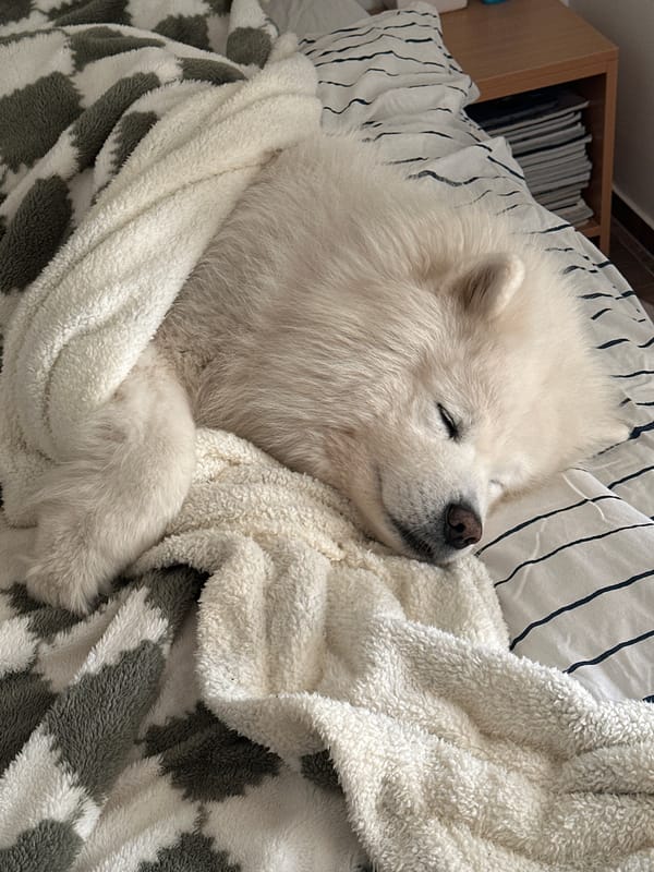 Samoyed dog sleeps peacefully in bed in Montenegro
