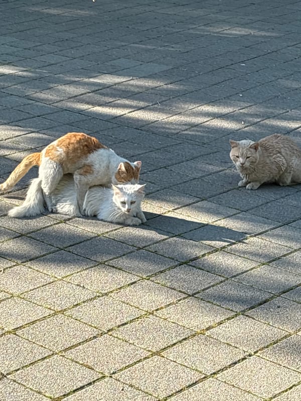Cats mate on paved pathway in Chirpan, Bulgaria