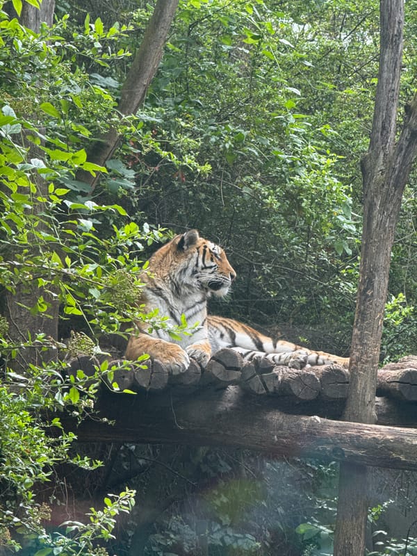 Visitors document animal exhibits at Vienna's Schönbrunn Zoo