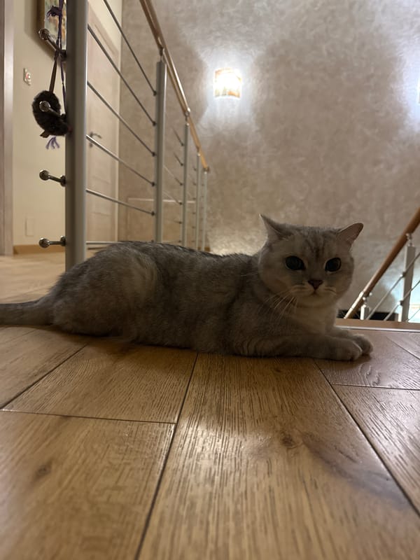 Cats, fairy figurines, and Swiss cow collectibles at a Vnukovo home