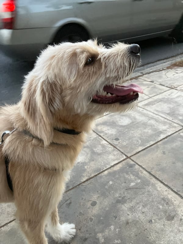 Shaggy dog pauses on a sidewalk, tongue out.