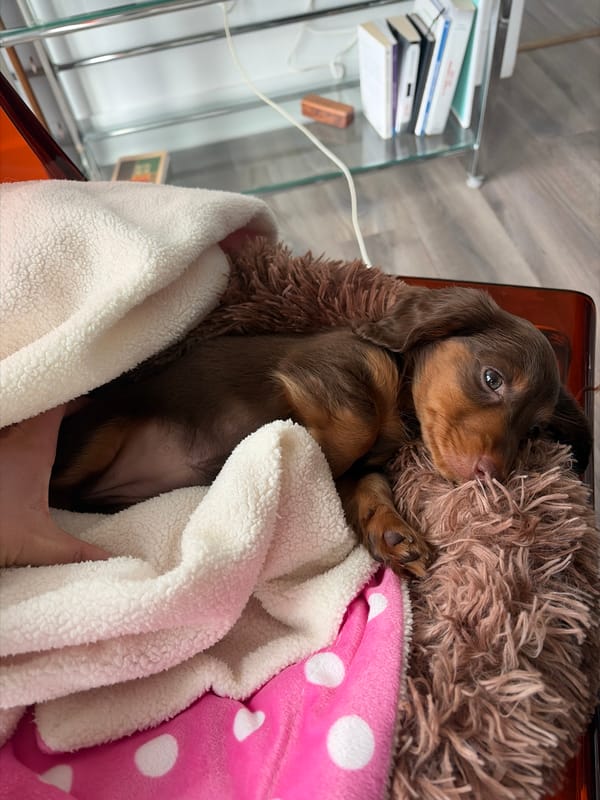Quiet afternoon moments with sleeping dachshund puppy in Montreal home