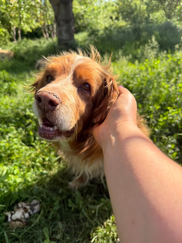 Dogs play with woman in Russian park