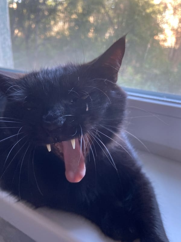 Black cat yawning and lounging on a wooden floor