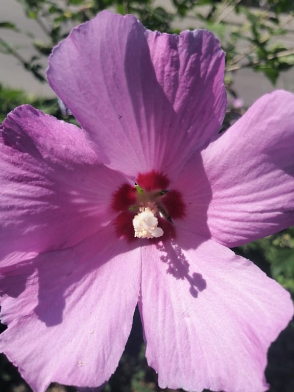 Summer blooms and a street cat in Kremenchuk
