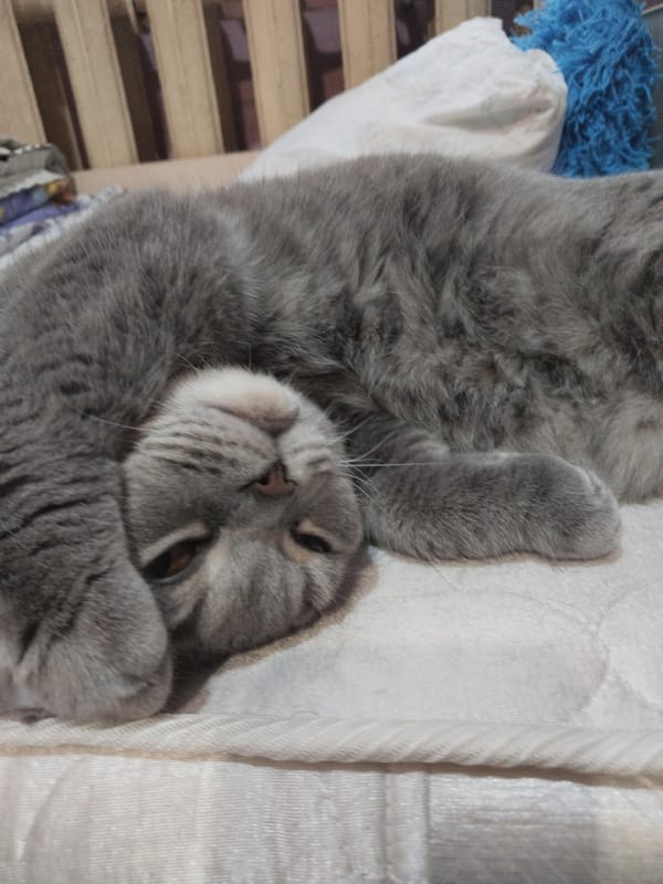 Gray cat sleeps peacefully on quilted surface for hour