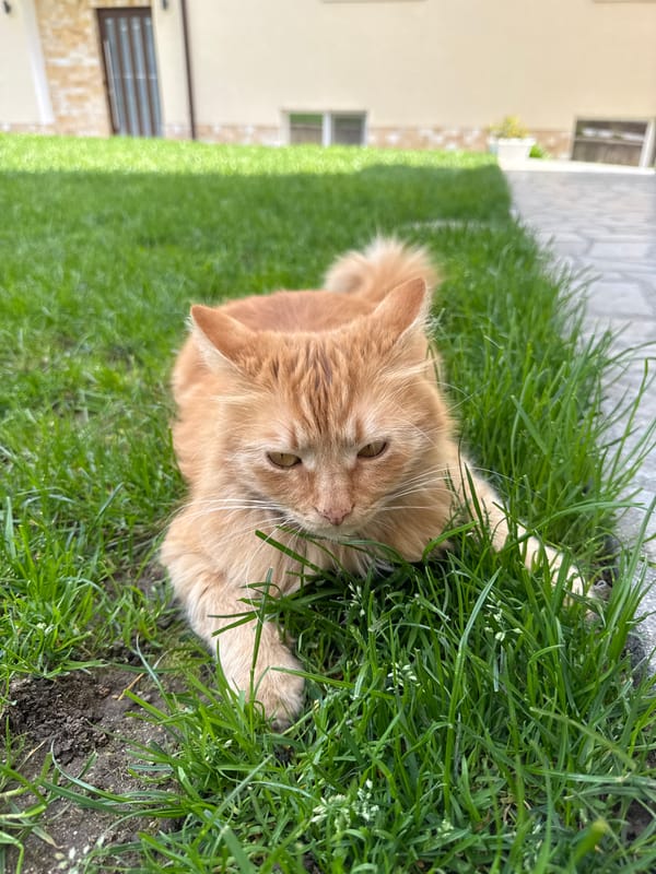 Orange cat spotted in multiple Berkovitsa locations