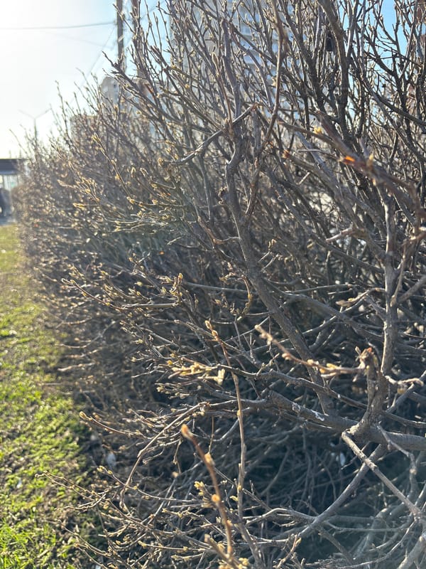Spring buds emerge on bare trees in Perm, Russia