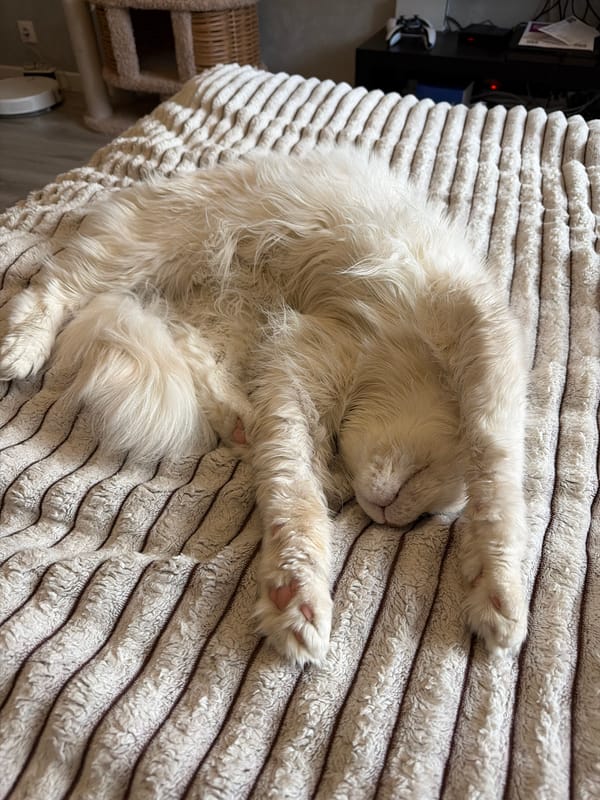 White cat resting and grooming on blanket in Kazan home