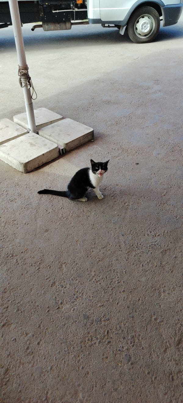 Kitten and train station glimpses from Tashkent
