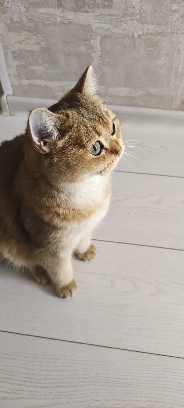 Golden cats chilling on a wooden floor, two angles
