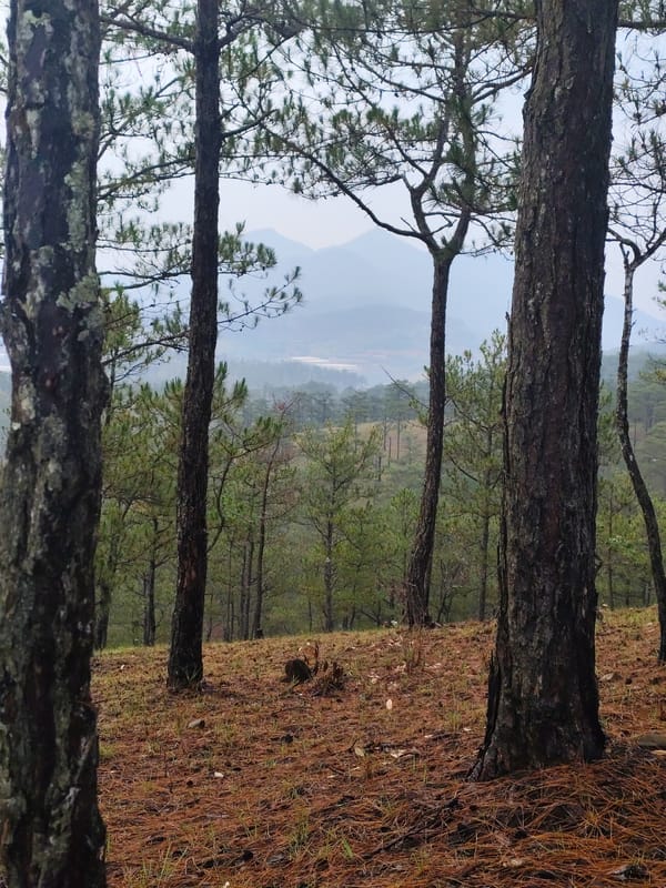 Morning forest journey documented in misty Da Lat mountains