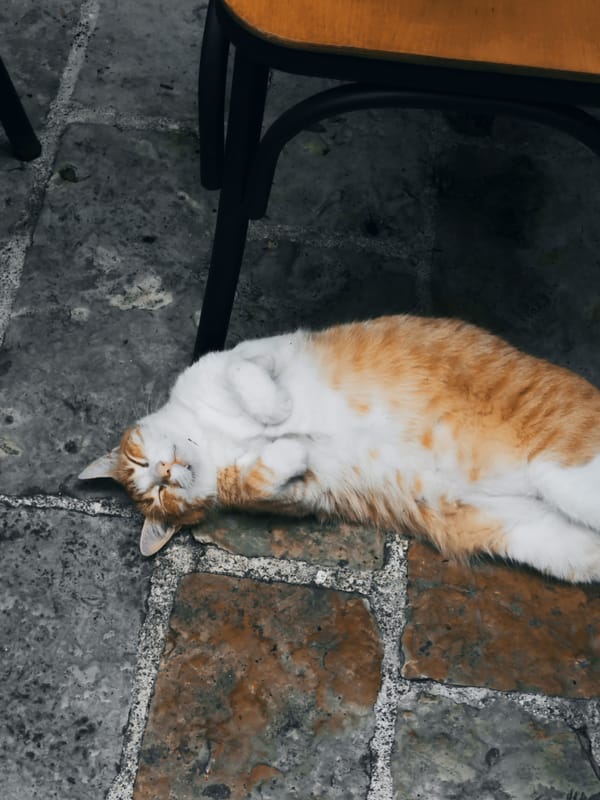 Lazy afternoon in Budva's old town — cat naps and cobblestones