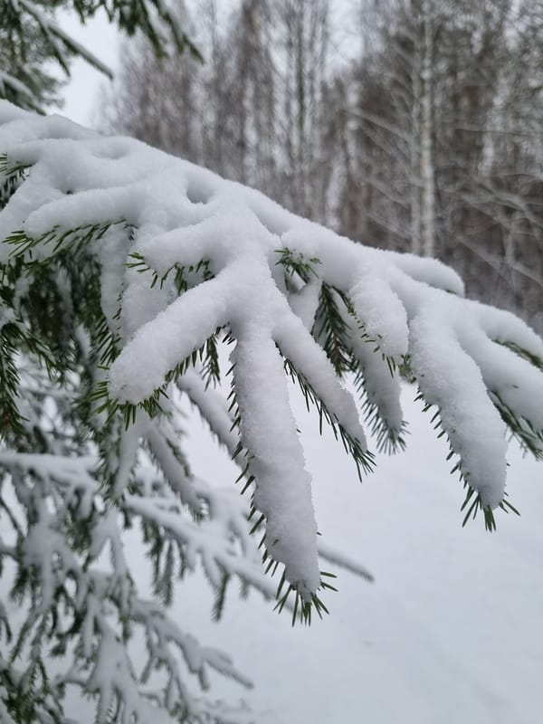 Heavy snow blankets evergreen trees in Kemul, Russia