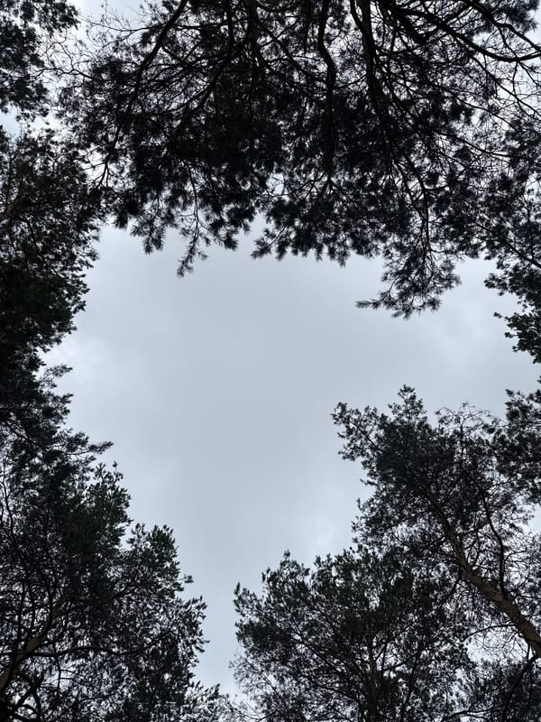Morning stroll through a pine forest in rural Belarus