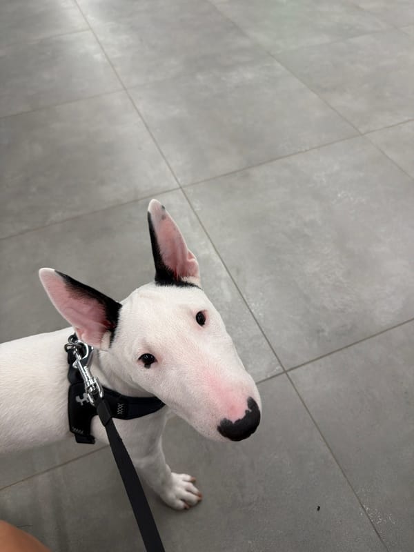 English Bull Terrier on leash, standing on tiled floor in Novosibirsk