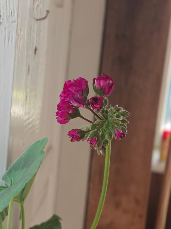 Quiet moments in Knyshivka: flowers, pets, and daily life