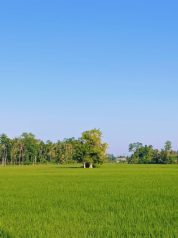 Lush rice paddies under open skies in rural Indonesia