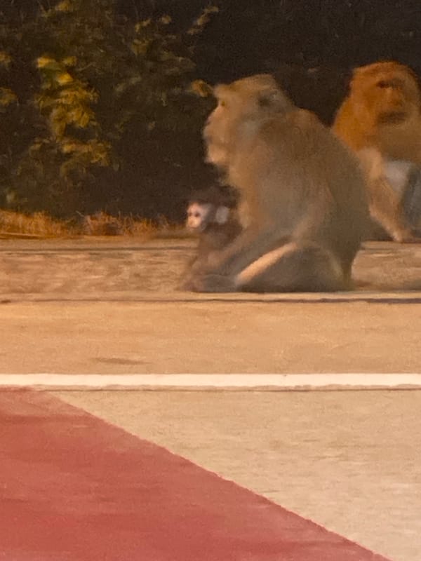 Monkeys gather on roads and crosswalks in Ban Haad Rin