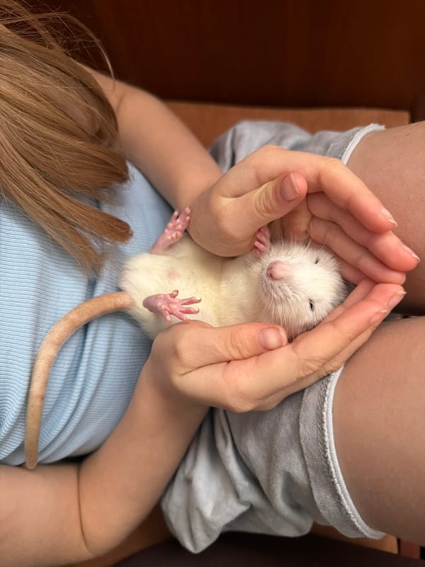Spring moments captured: pet hamster bonding, pussy willows blooming