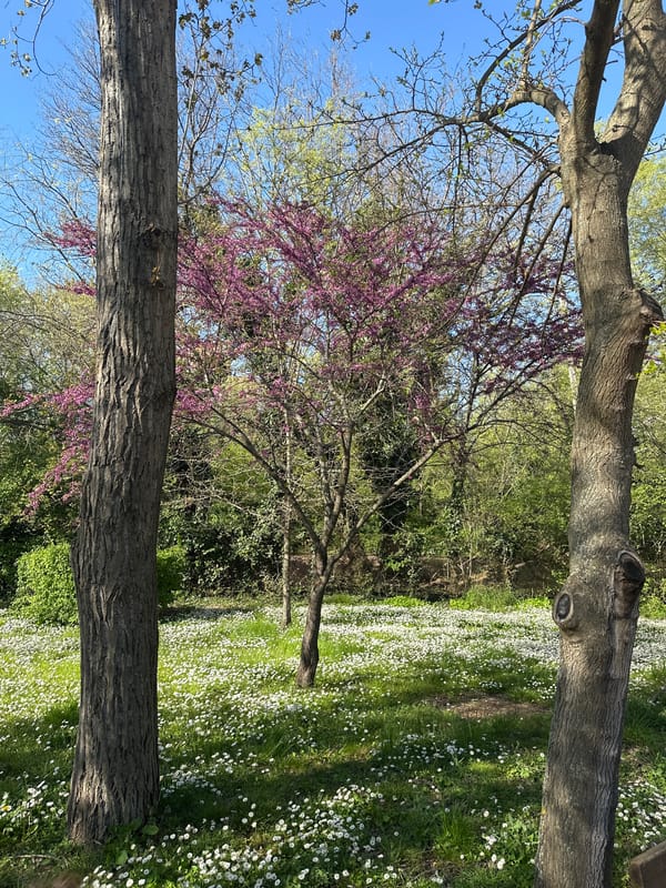 Spring daisy field documented in Burgas park