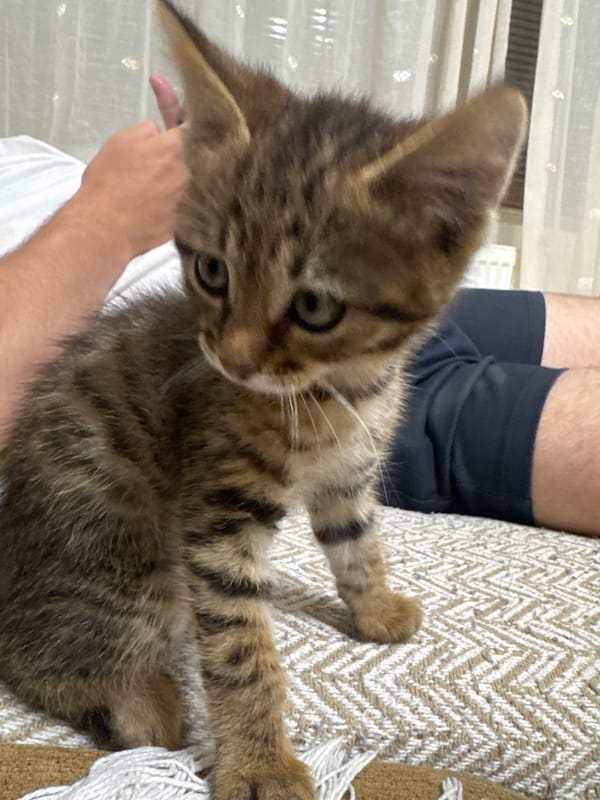 Tabby kitten plays indoors while football match streams